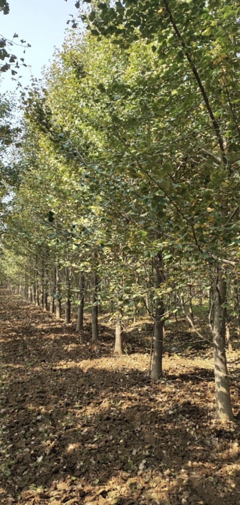 银杏树15公分，18公分，20公分，22公分，30公分