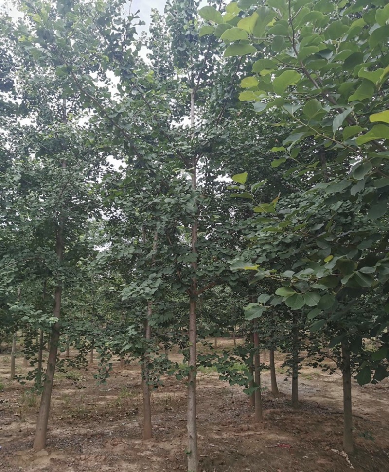 银杏树15公分，18公分，20公分，22公分，30公分