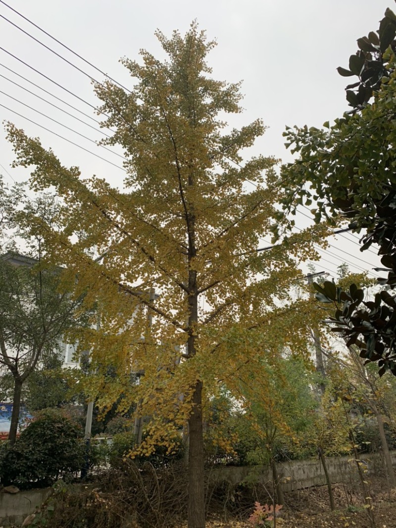银杏树15公分，18公分，20公分，22公分，30公分