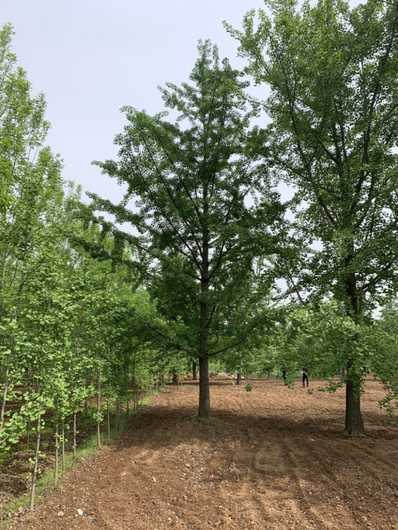 银杏树15公分，18公分，20公分，22公分，30公分