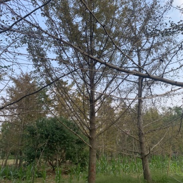 银杏树15公分，18公分，20公分，22公分，30公分