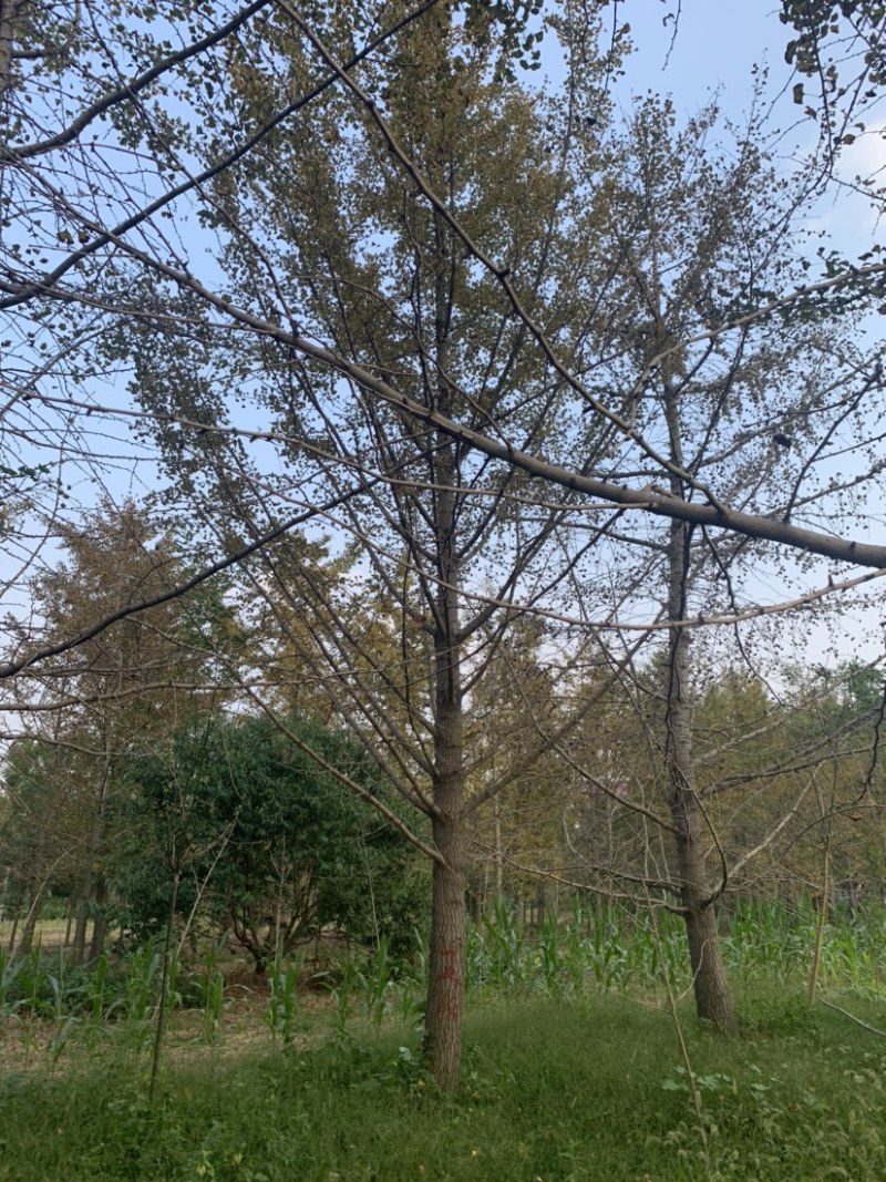 银杏树15公分，18公分，20公分，22公分，30公分