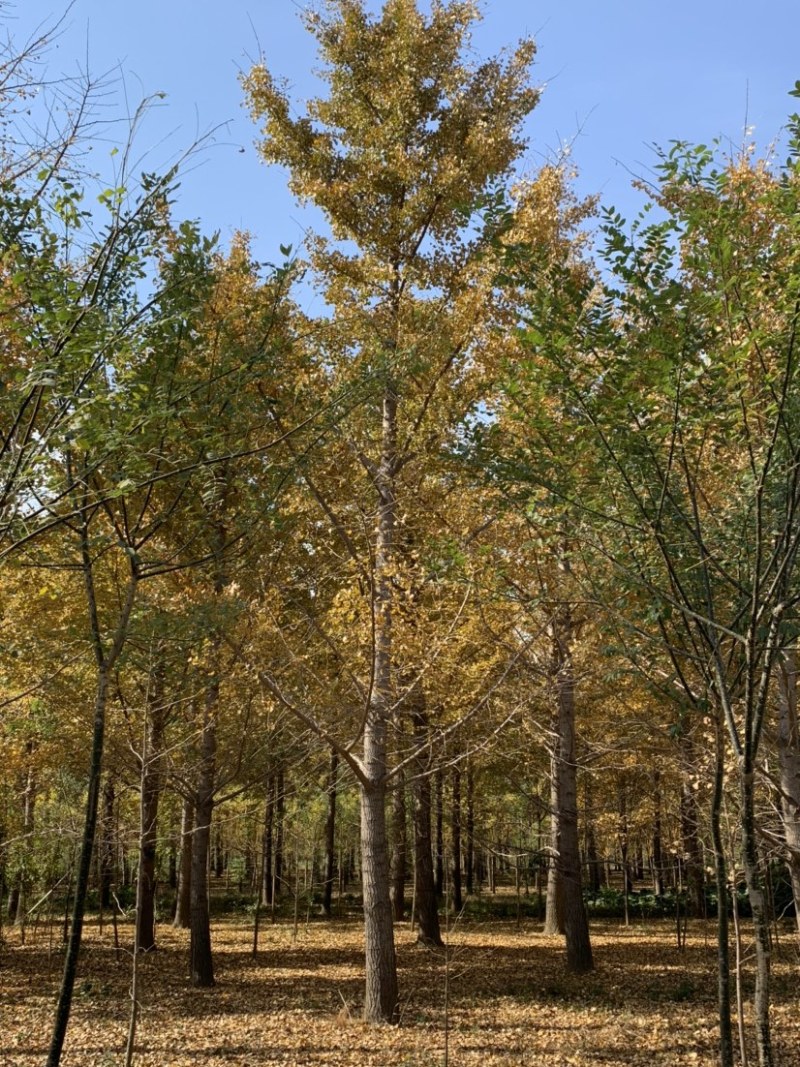 银杏树15公分，18公分，20公分，22公分，30公分
