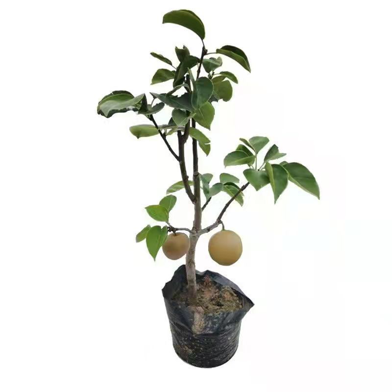 梨树苗嫁接金珠果冬脆甜梨树苗太婆梨树苗南方北方四季种植