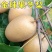 梨树苗嫁接金珠果冬脆甜梨树苗太婆梨树苗南方北方四季种植