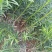 罗汉松苗，珍珠罗汉松日本罗汉松，小叶罗汉松