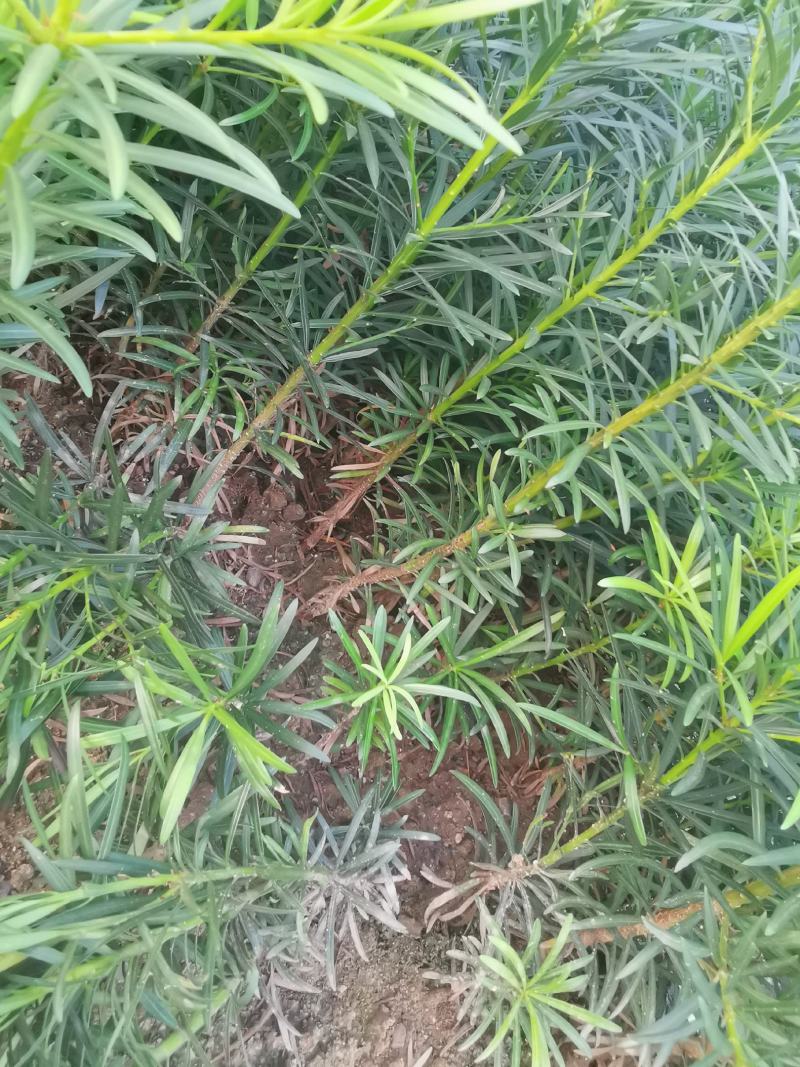 罗汉松苗，珍珠罗汉松日本罗汉松，小叶罗汉松