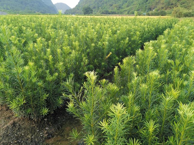 罗汉松苗，珍珠罗汉松日本罗汉松，小叶罗汉松