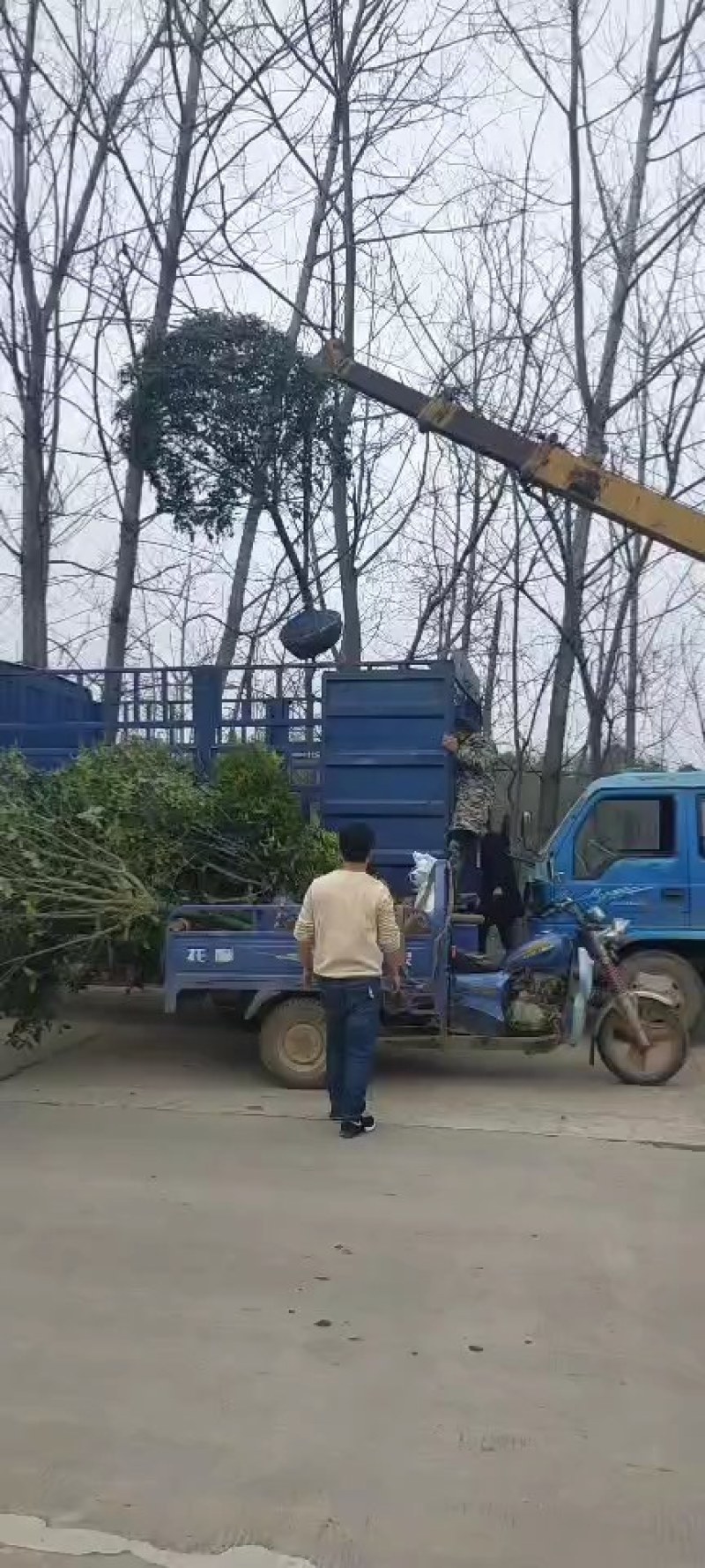 金桂，单干金桂基地6-12金桂价格，河南潢川金桂基地直销