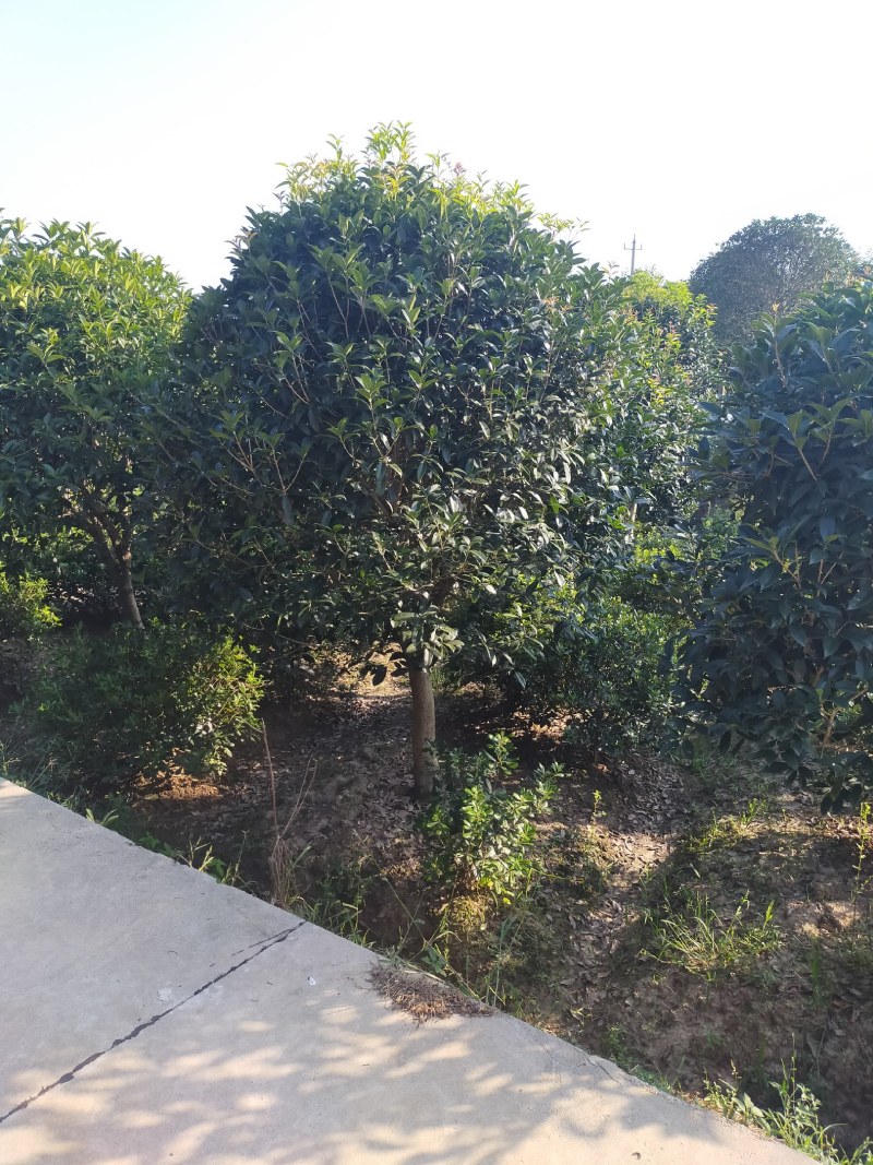 金桂，单干金桂基地6-12金桂价格，河南潢川金桂基地直销
