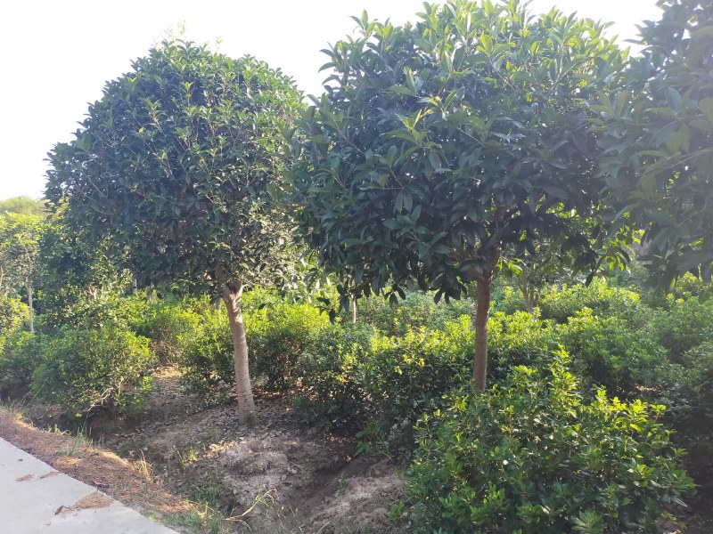 金桂，单干金桂基地6-12金桂价格，河南潢川金桂基地直销