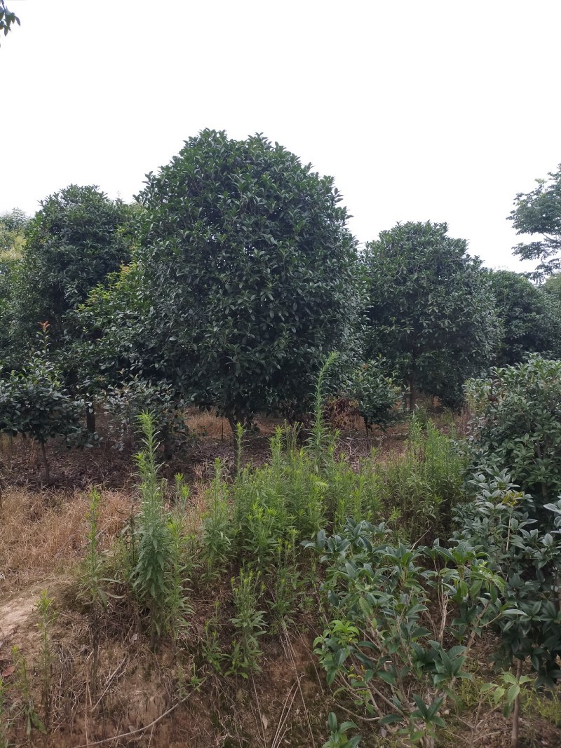 金桂，单干金桂基地6-12金桂价格，河南潢川金桂基地直销