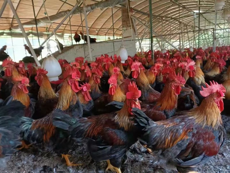 大种麻鸡苗快速鸡红冠大种肉鸡出壳苗品质正宗全国包邮