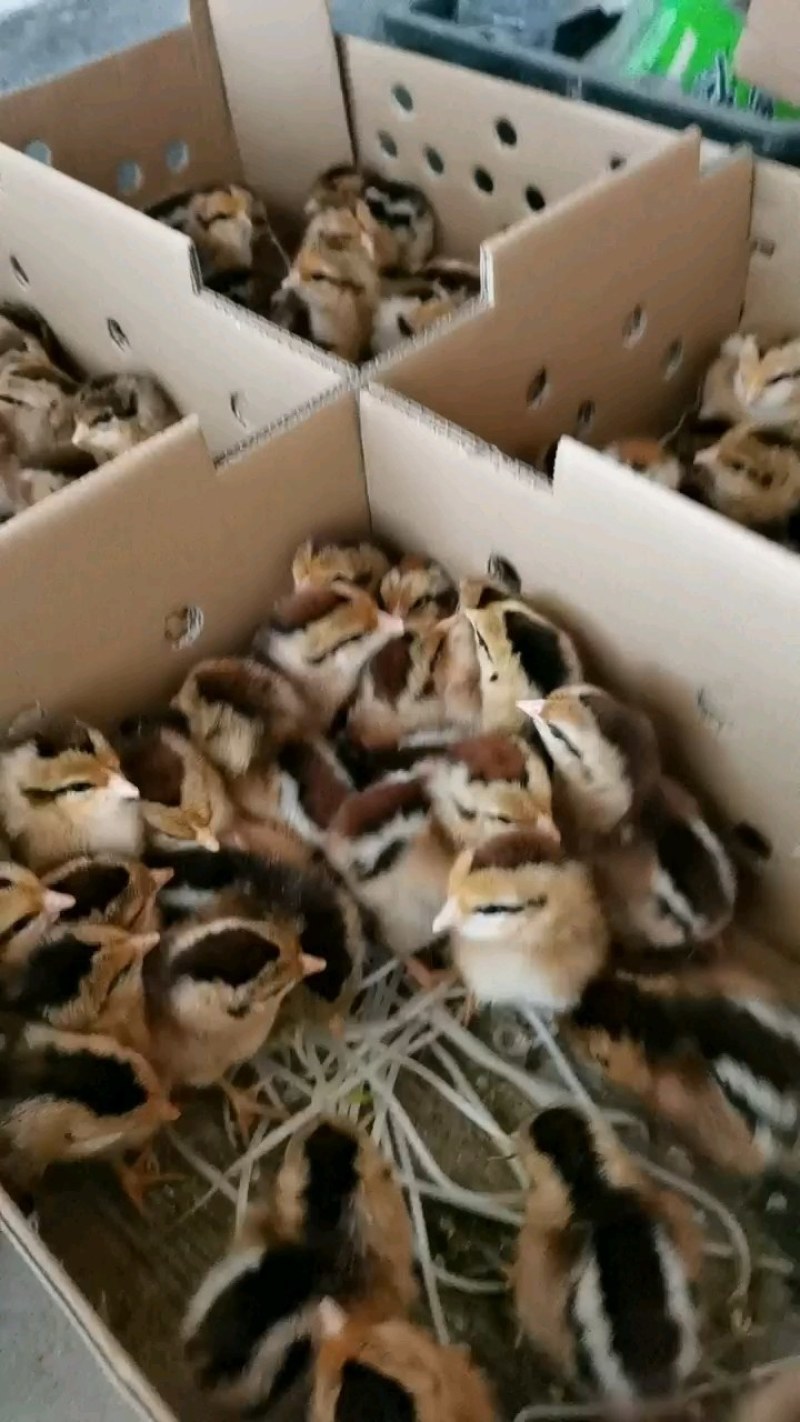 大种麻鸡苗快速鸡红冠大种肉鸡出壳苗品质正宗全国包邮