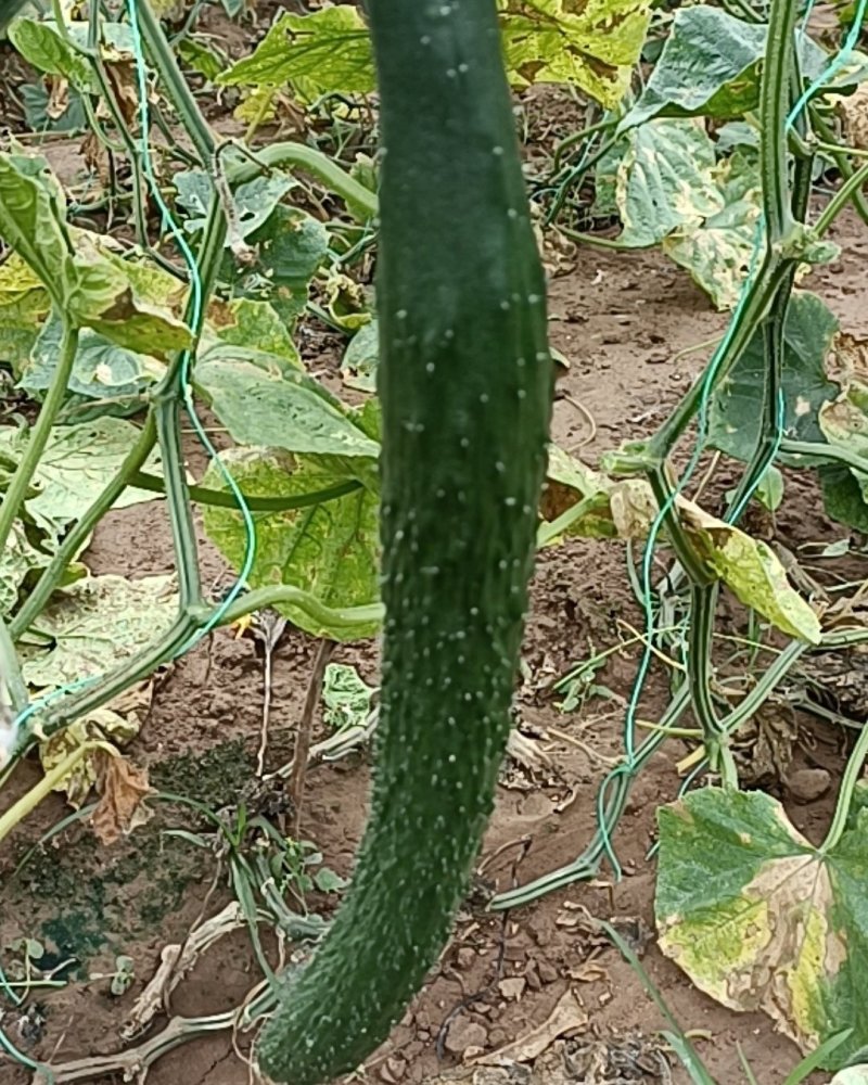 黄瓜