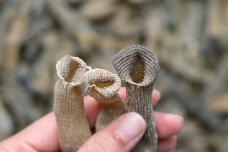 精选印尼沙虫干新货这款沙虫短身肥厚没有异味