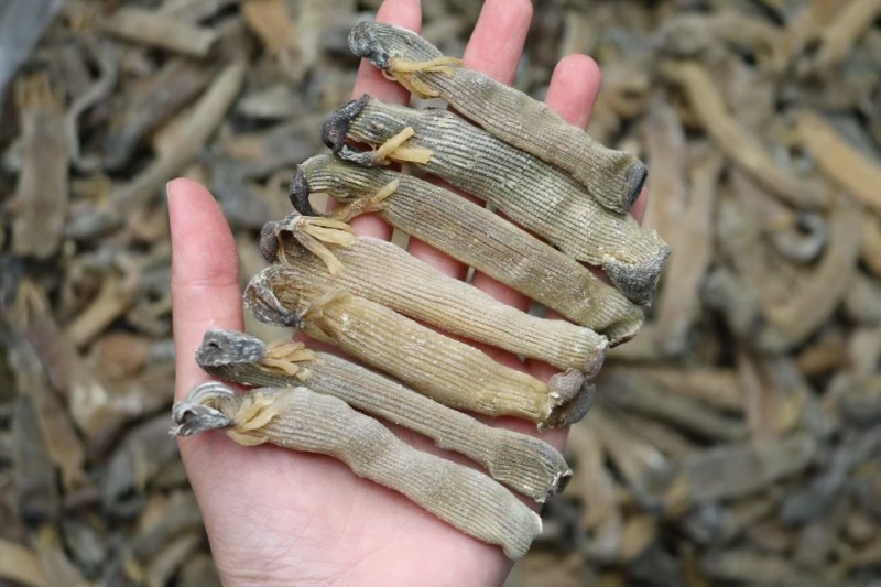 精选印尼沙虫干新货这款沙虫短身肥厚没有异味