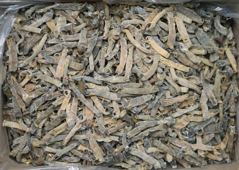 精选印尼沙虫干新货这款沙虫短身肥厚没有异味