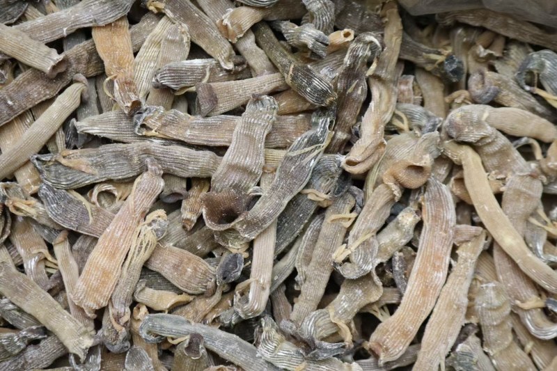 精选印尼沙虫干新货这款沙虫短身肥厚没有异味