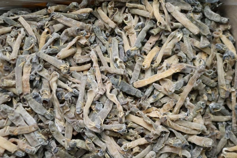 精选印尼沙虫干新货这款沙虫短身肥厚没有异味