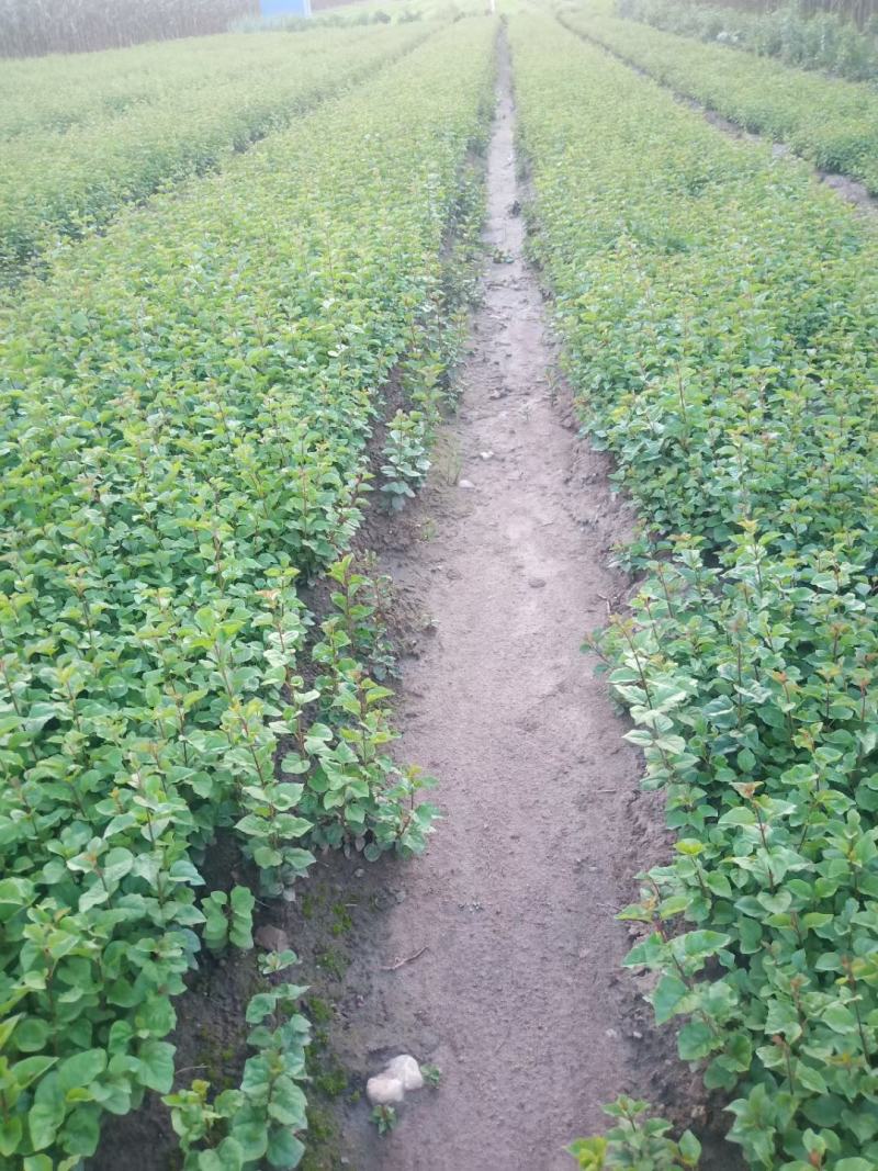 小叶丁香小苗四季丁香苗丁香小苗建圃绿化工程苗