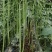 本地四季豆，豆角，长豆角，常年供应。代发全国各地