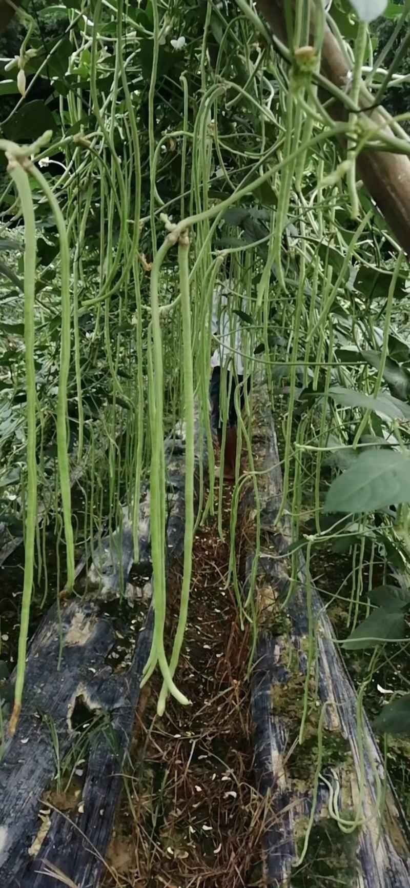 本地四季豆，豆角，长豆角，常年供应。代发全国各地