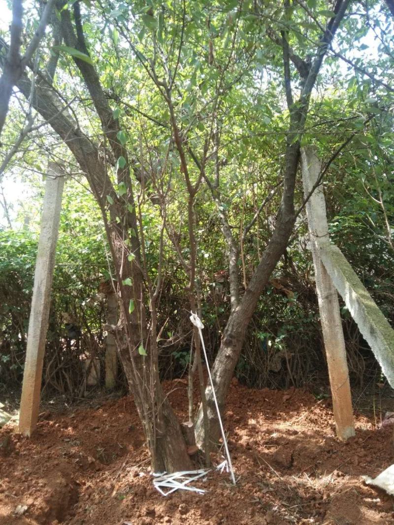 地径10-30公分精品李子树基地直供