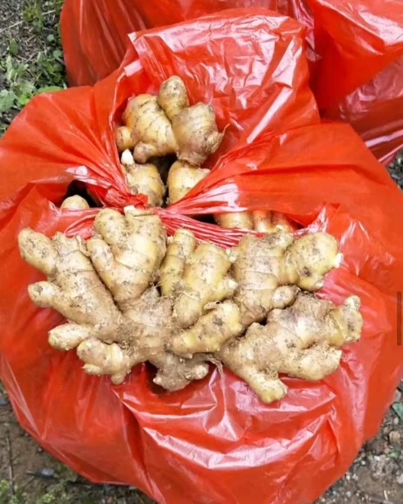 四川窖藏生姜产地批发全国物流发货【品种齐全】