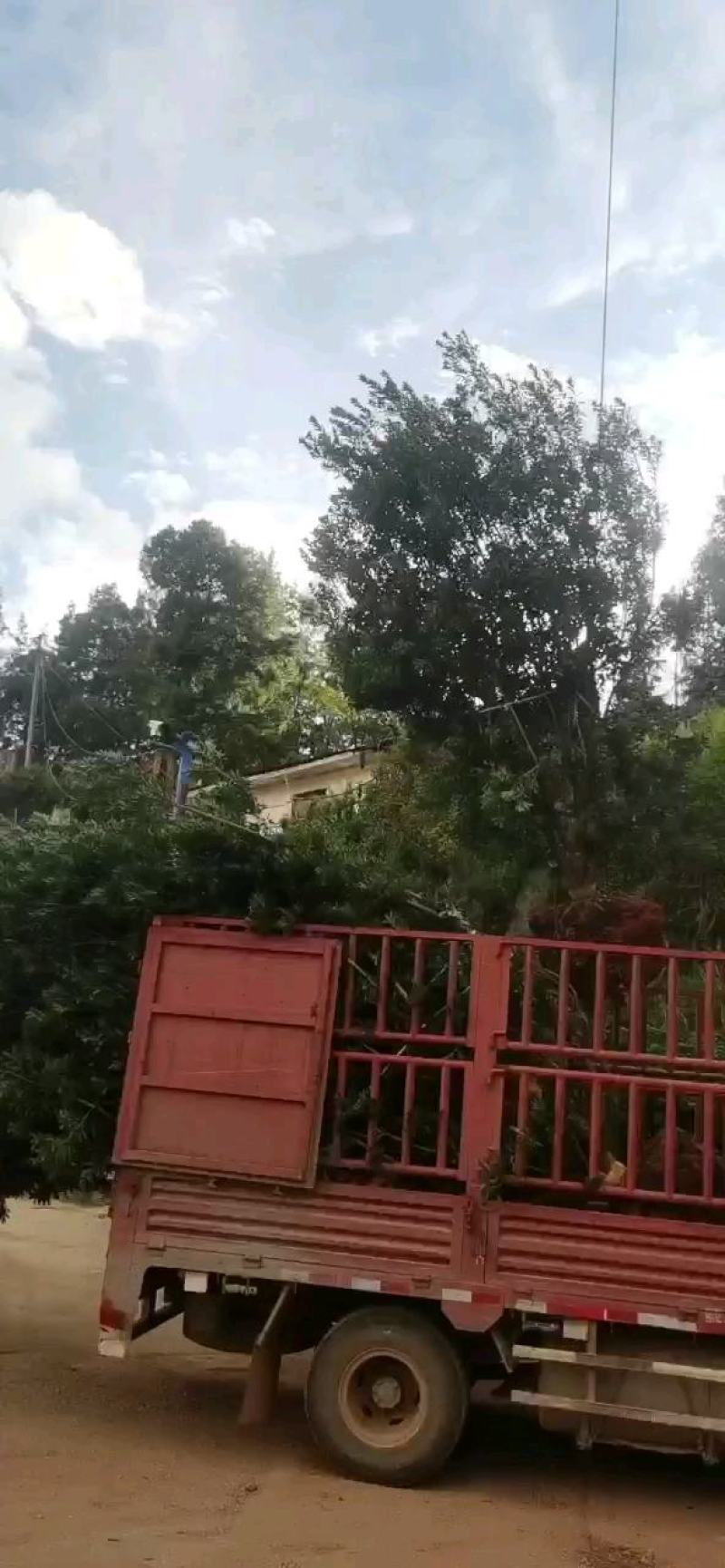 精品断根杨梅树各种规格，基地直供