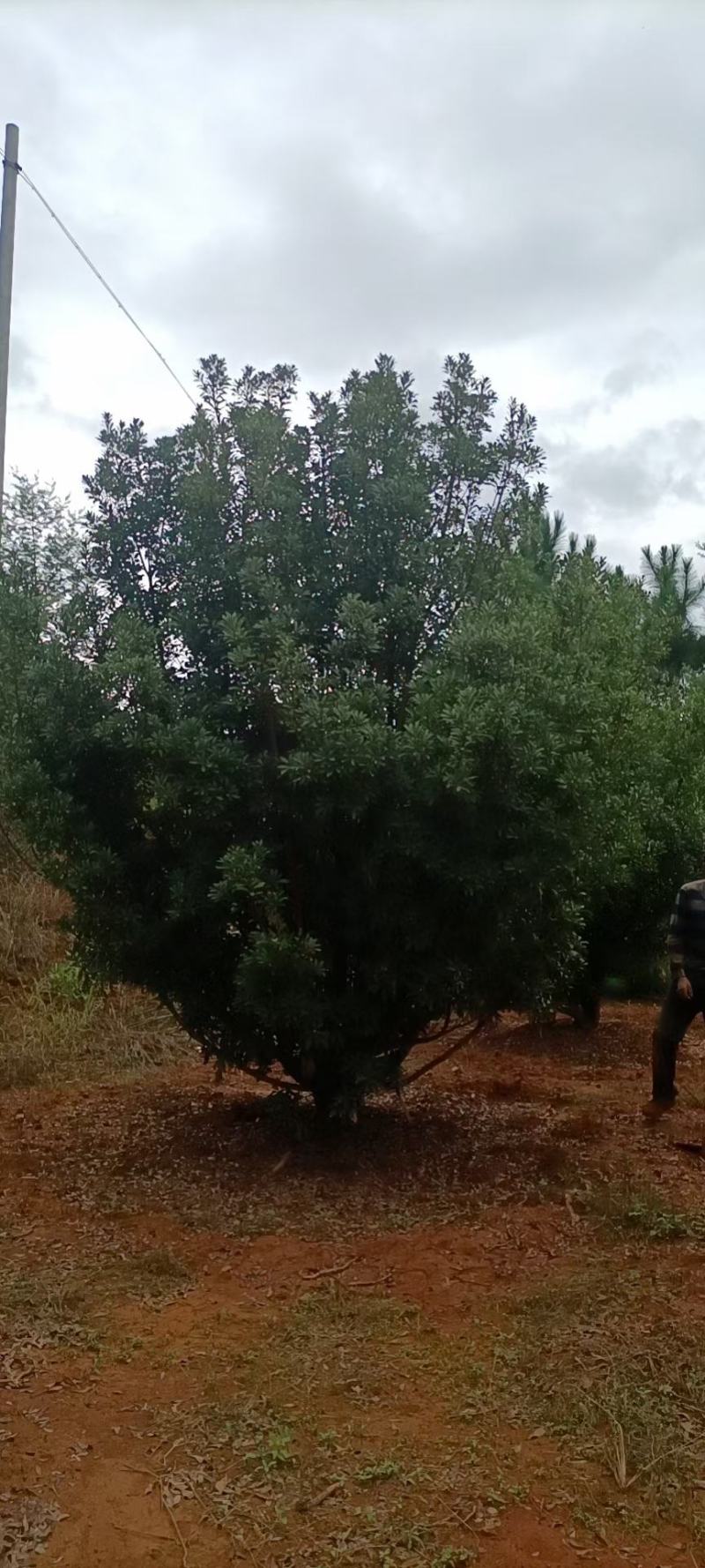 精品断根杨梅树各种规格，基地直供