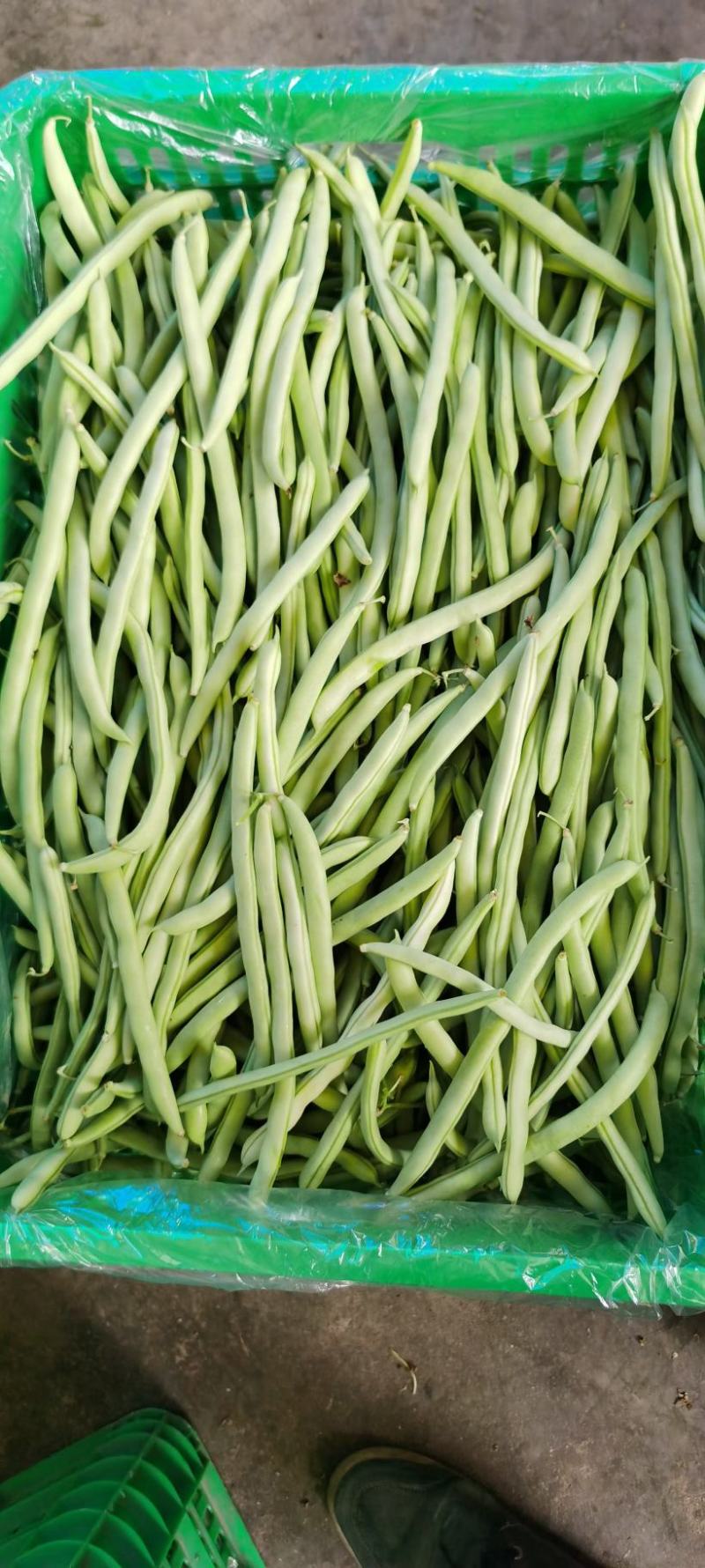 本地四季豆，豆角，长豆角，常年供应。代发全国各地