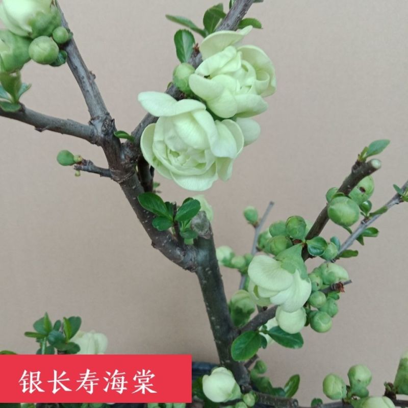 海棠盆景四季海棠盆景庭院盆栽重瓣长寿冠木瓜垂丝海棠盆景