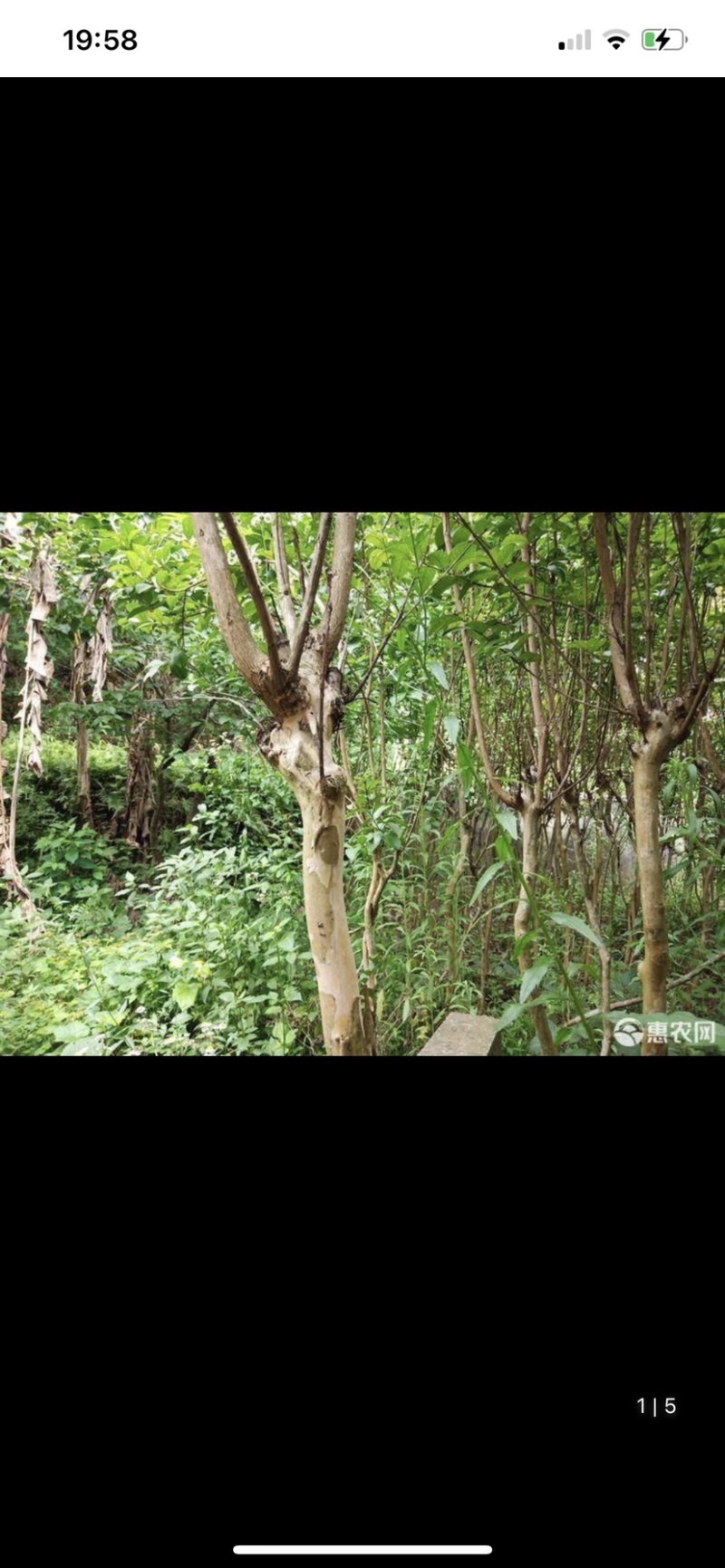 紫薇树苗