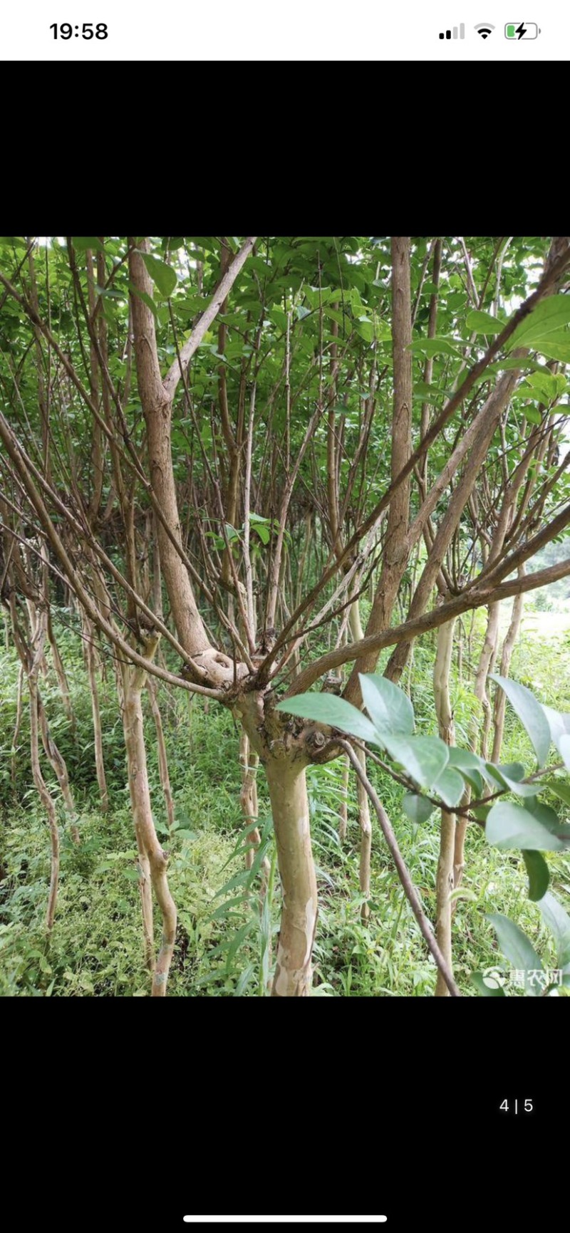 紫薇树苗
