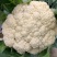 花菜，白面青梗散花，本人自己种植100亩，精品有机花菜