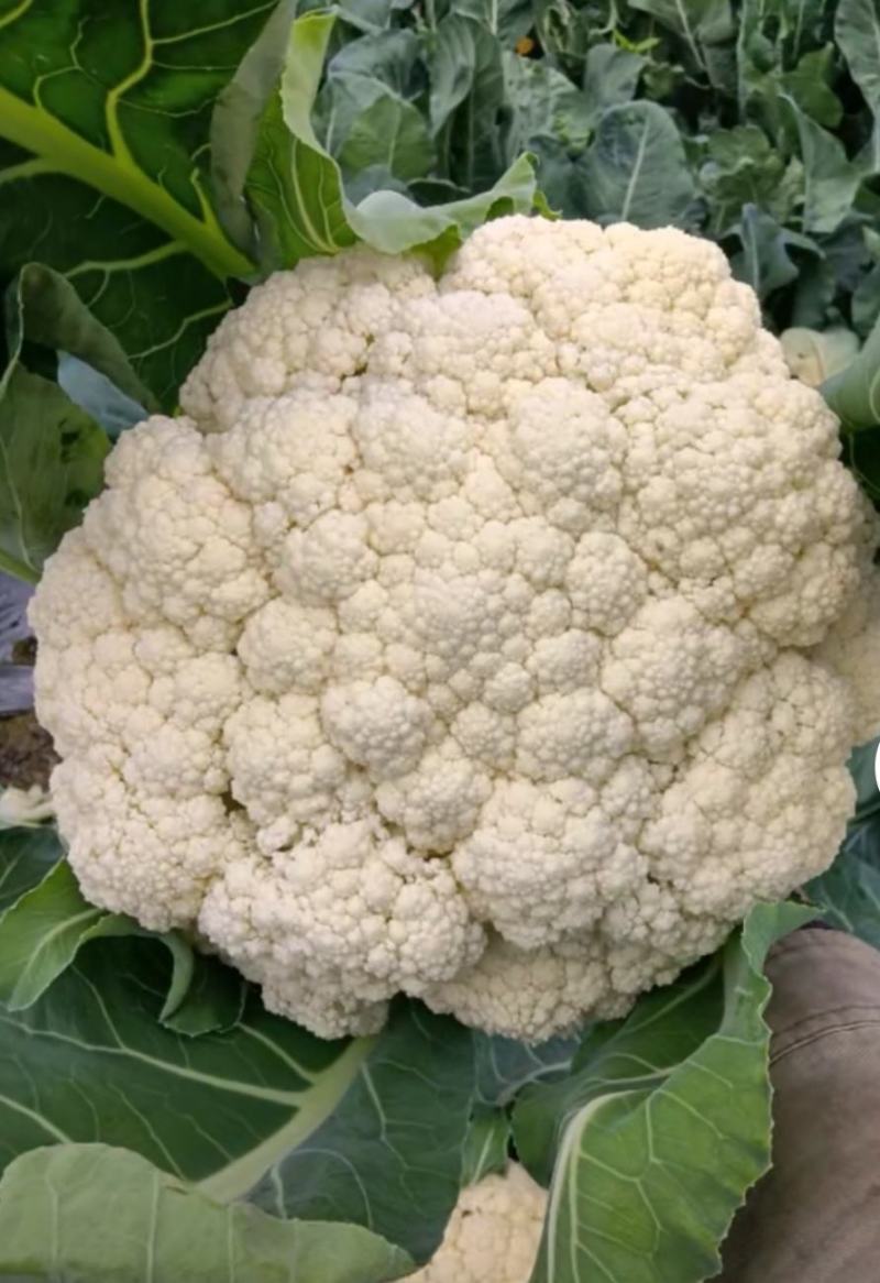 花菜，白面青梗散花，本人自己种植100亩，精品有机花菜