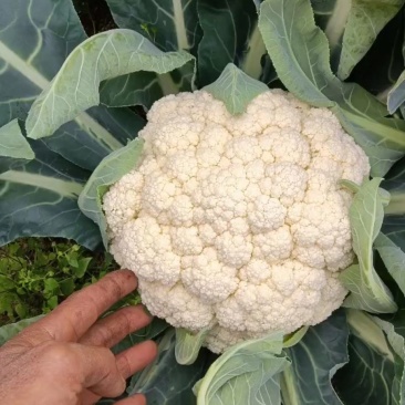 花菜，白面青梗散花，本人自己种植100亩，精品有机花菜