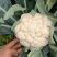 花菜，白面青梗散花，本人自己种植100亩，精品有机花菜