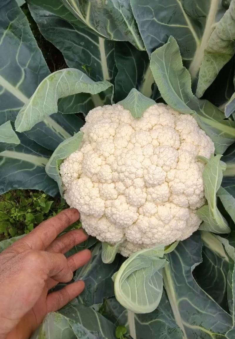 花菜，白面青梗散花，本人自己种植100亩，精品有机花菜