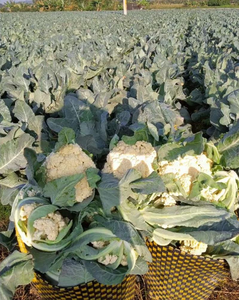 花菜，白面青梗散花，本人自己种植100亩，精品有机花菜