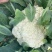花菜，白面青梗散花，本人自己种植100亩，精品有机花菜