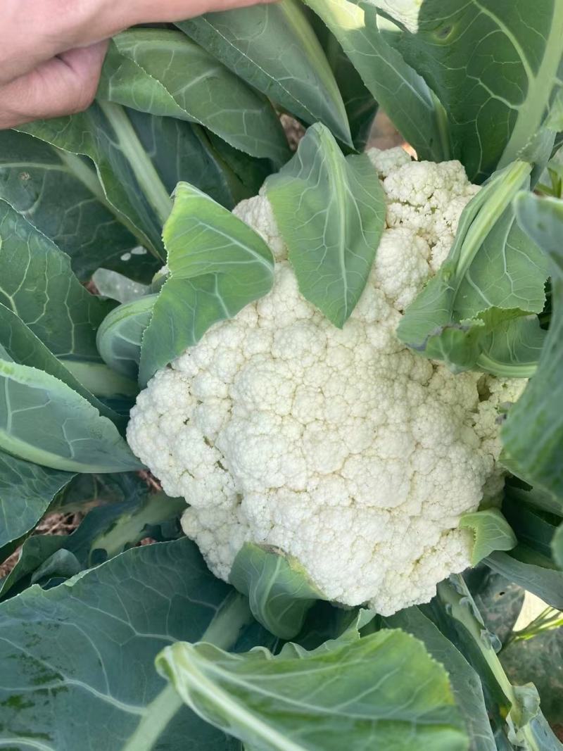 花菜，白面青梗散花，本人自己种植100亩，精品有机花菜