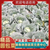 甘蓝圆包菜湖北甘蓝大量上市货源充足长期供应一手货源