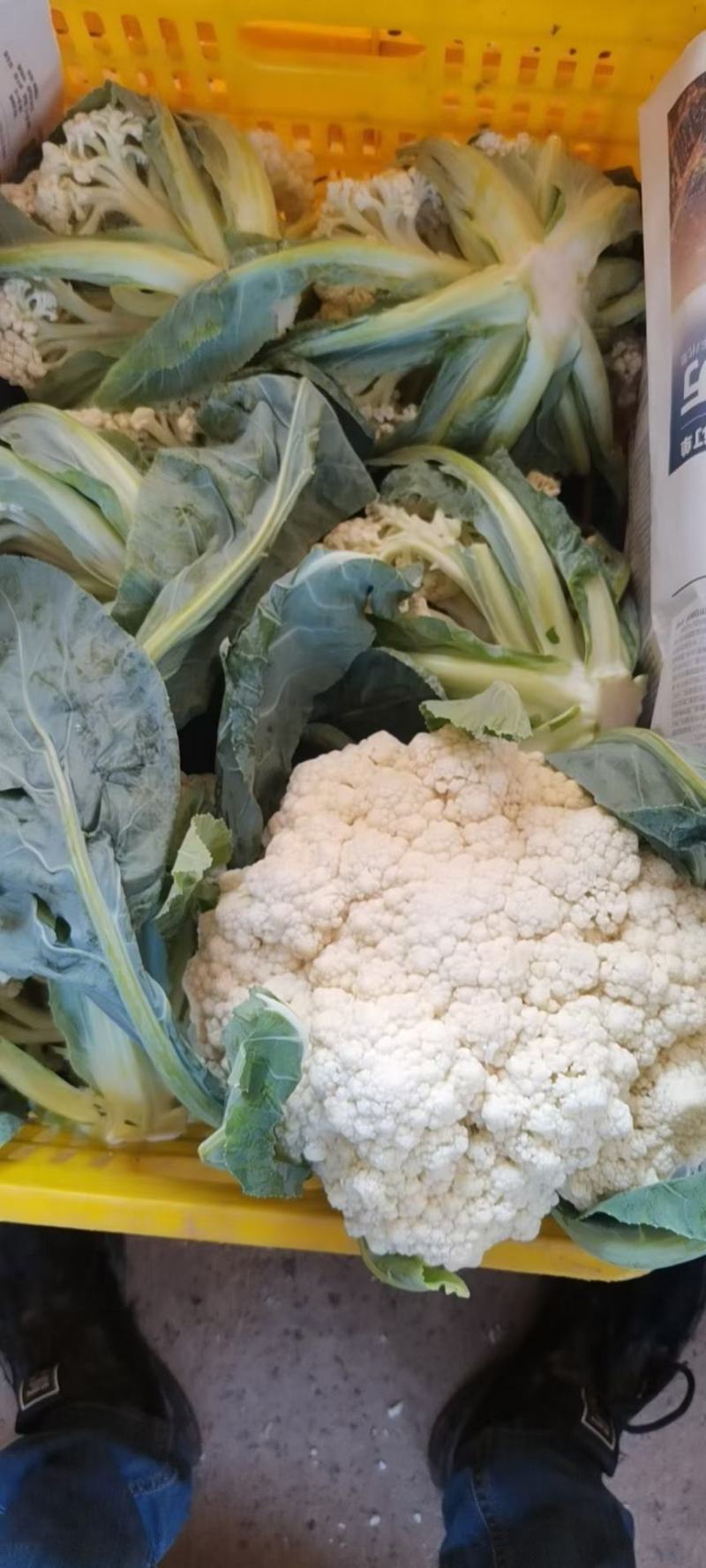 花菜，白面青梗散花，本人自己种植100亩，精品有机花菜