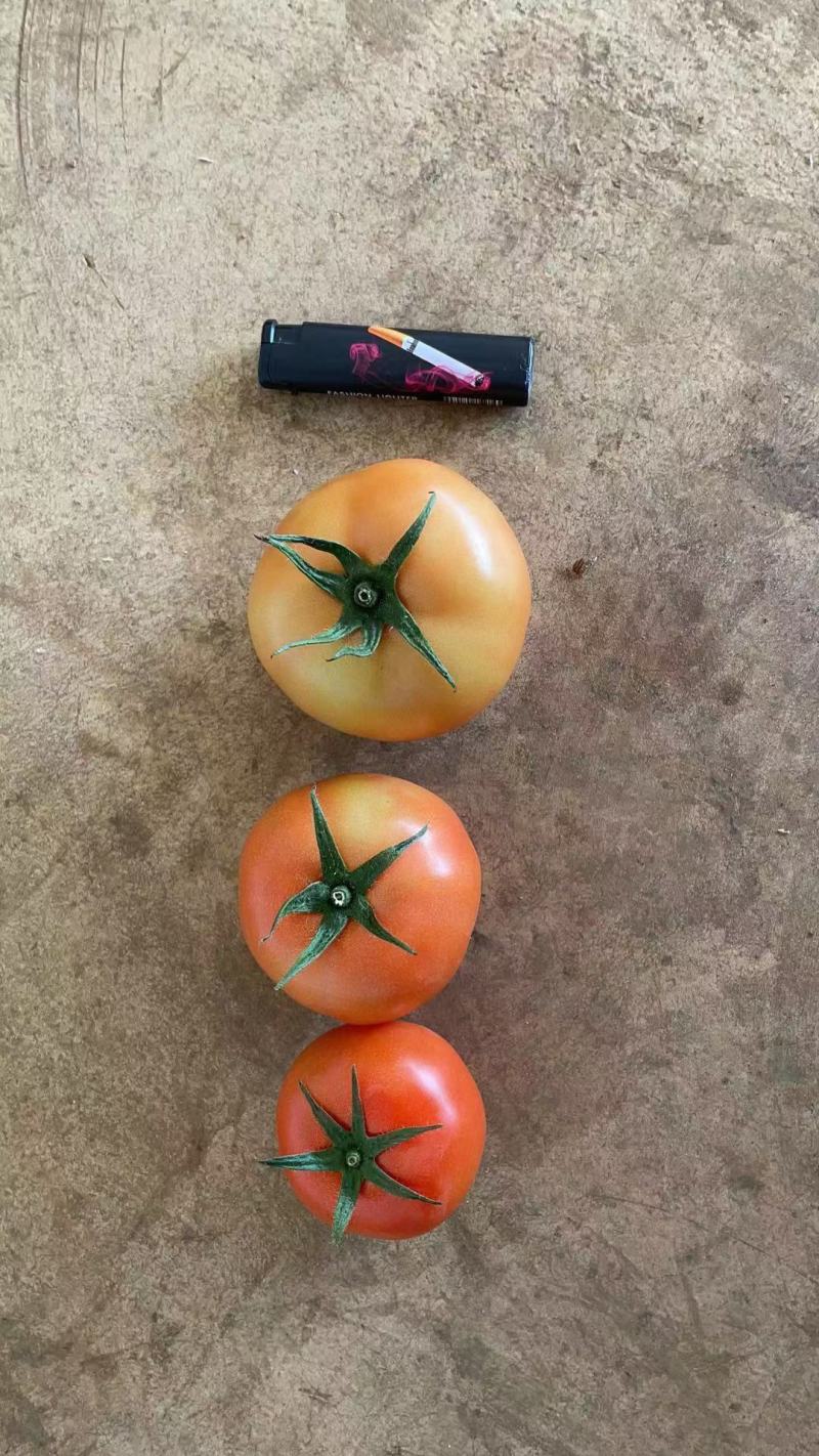 苍南大红硬果西红柿果型好硬度好精品弧三以上一手货源