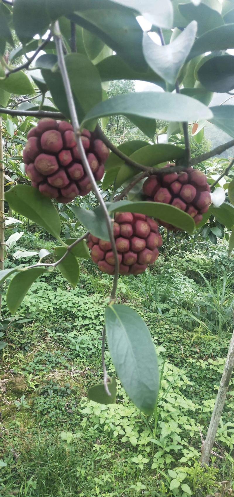 广西来宾金秀黑老虎布福娜果