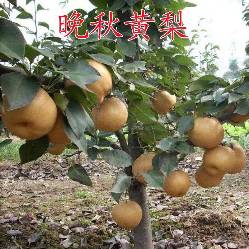 秋月梨树苗晚秋黄梨树苗丰水梨苗南方北方种植冬蜜梨树苗