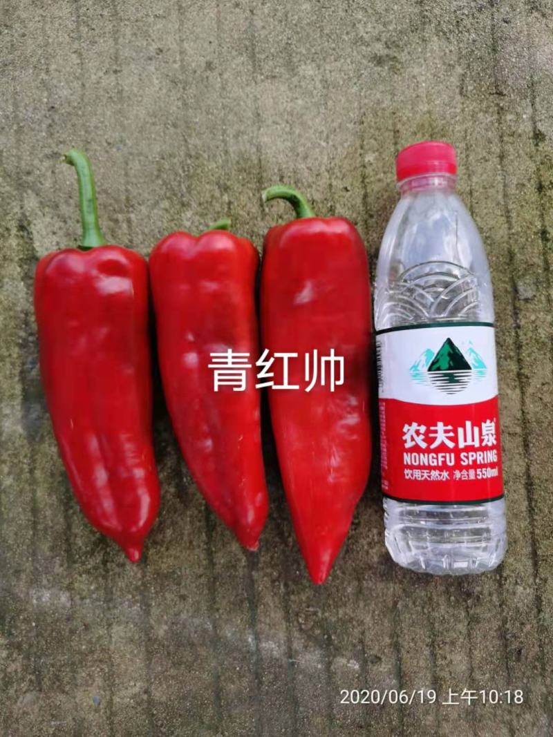 青红椒种子品种，中早熟大果牛角椒种子品种