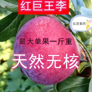 新品种无核李子树苗正宗嫁接天然无核当年结果早熟晚熟特大